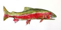 Spawning Rainbow Trout